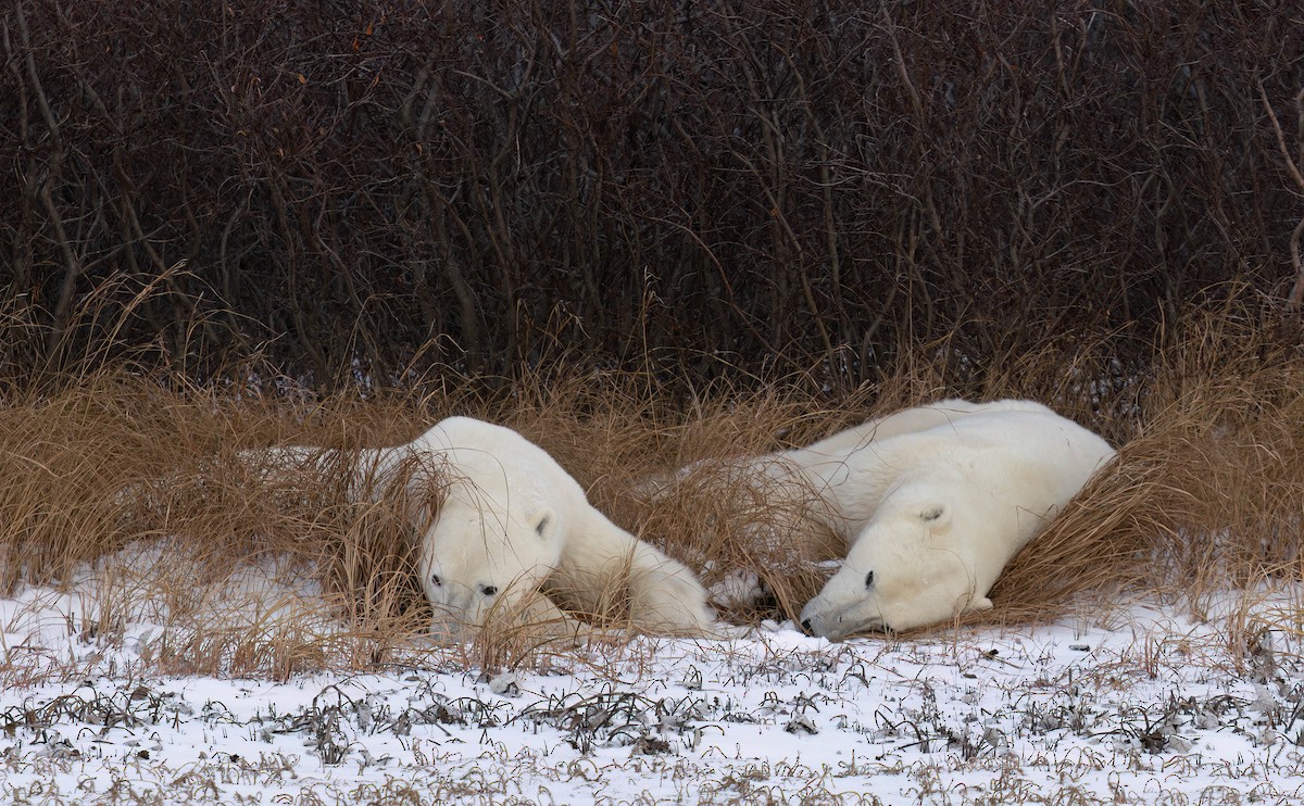 Polar Bear - ML644978332