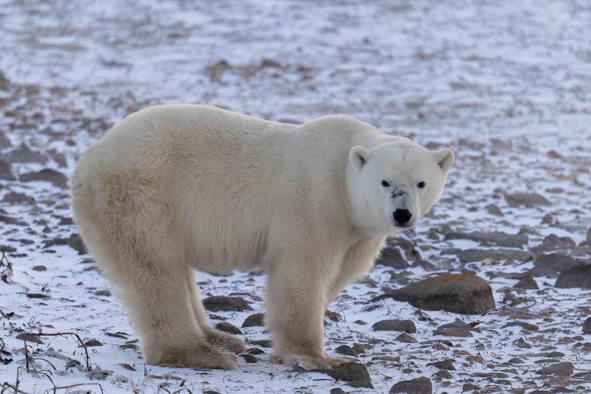 Polar Bear - ML644978333