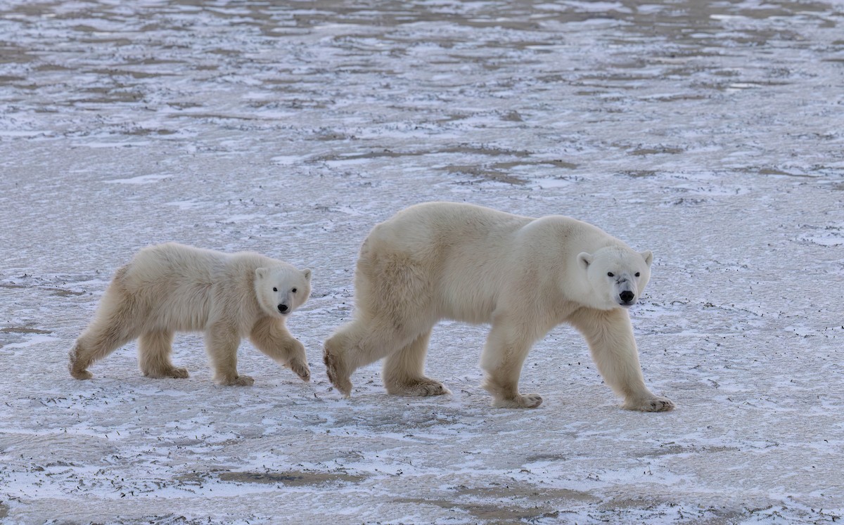 Polar Bear - ML644978334