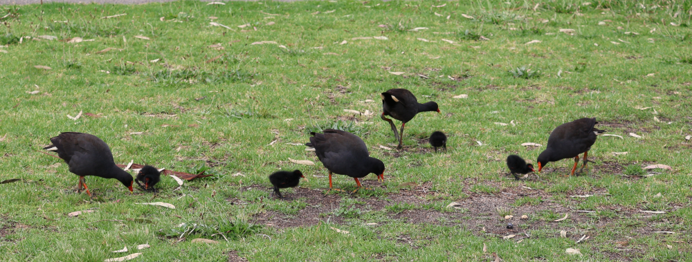 Dusky Moorhen - ML644978338
