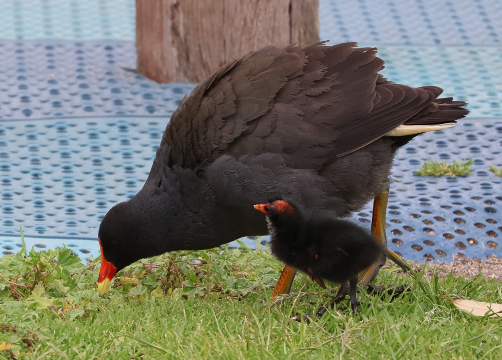 Dusky Moorhen - ML644978339
