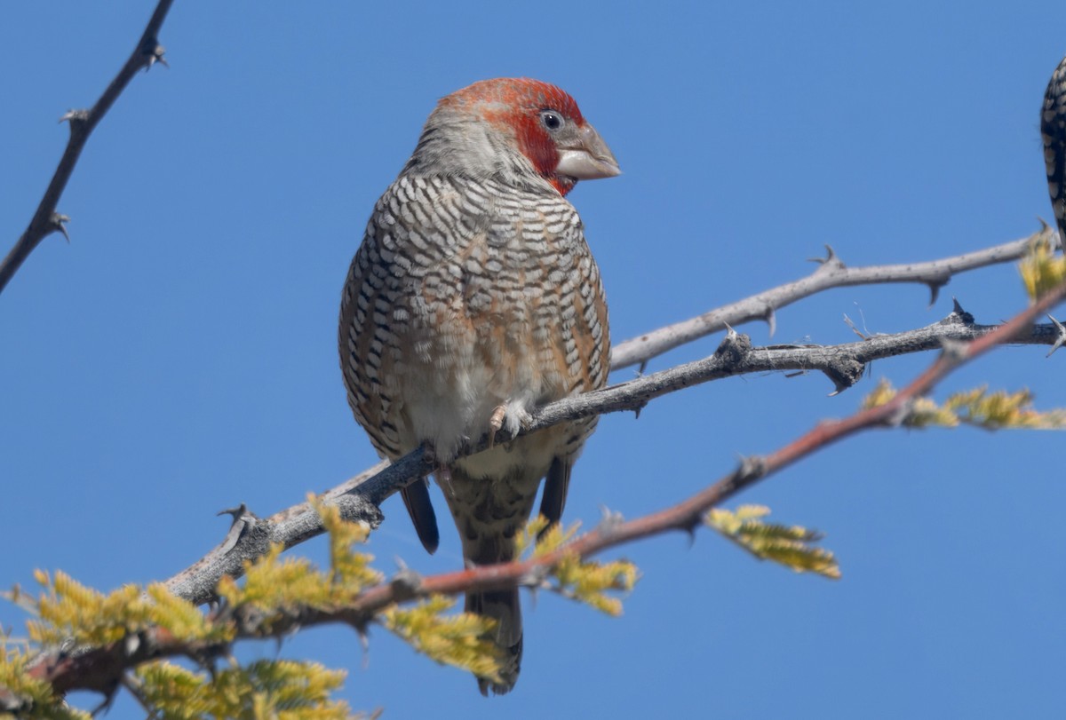 Red-headed Finch - ML644978347