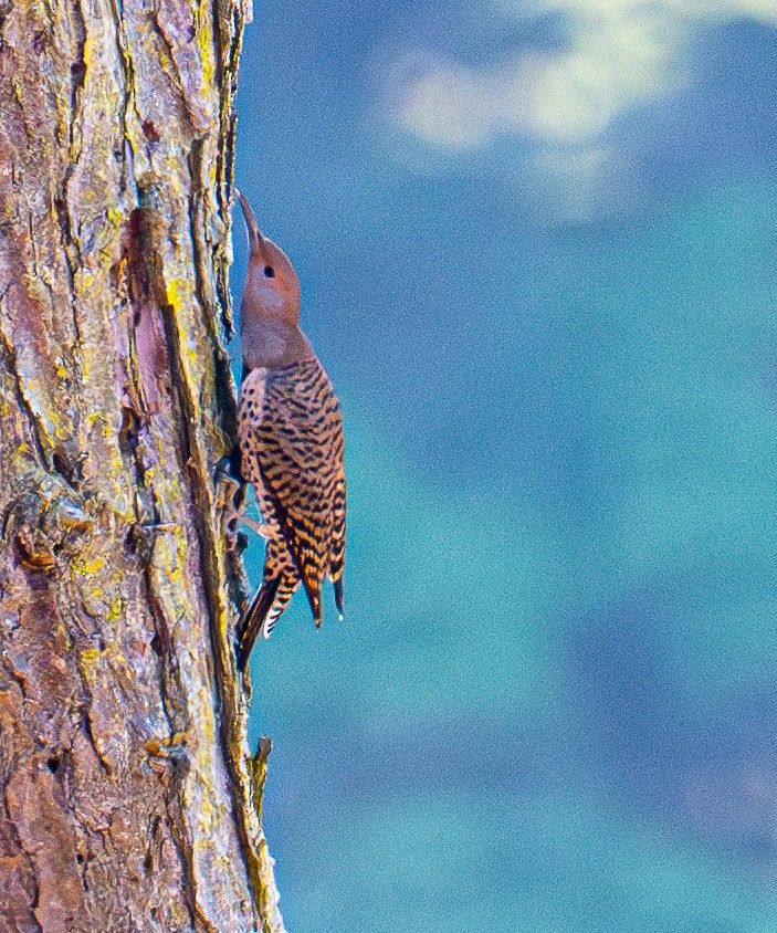 Northern Flicker - ML644978350