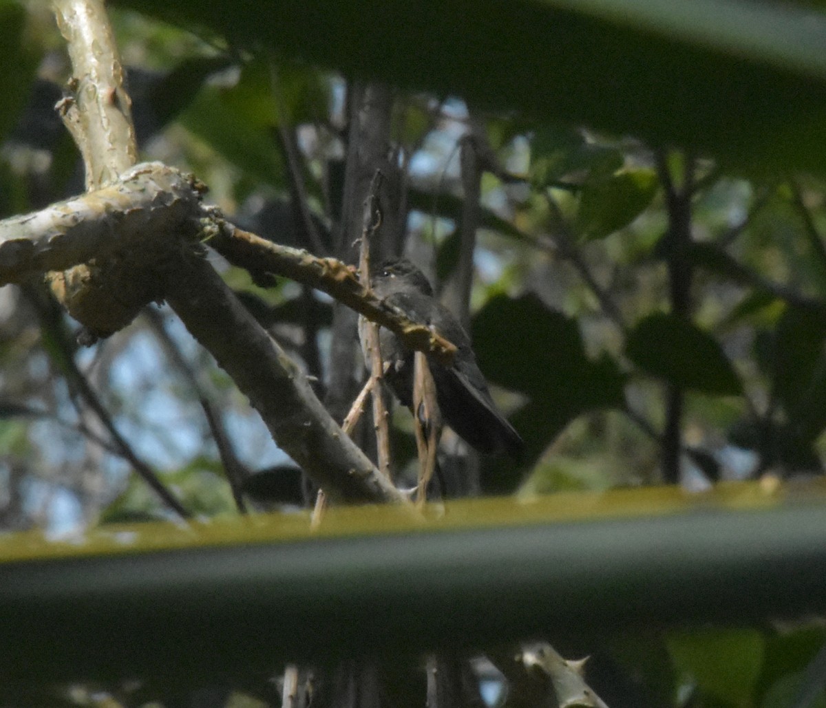 Sombre Hummingbird - ML644978351