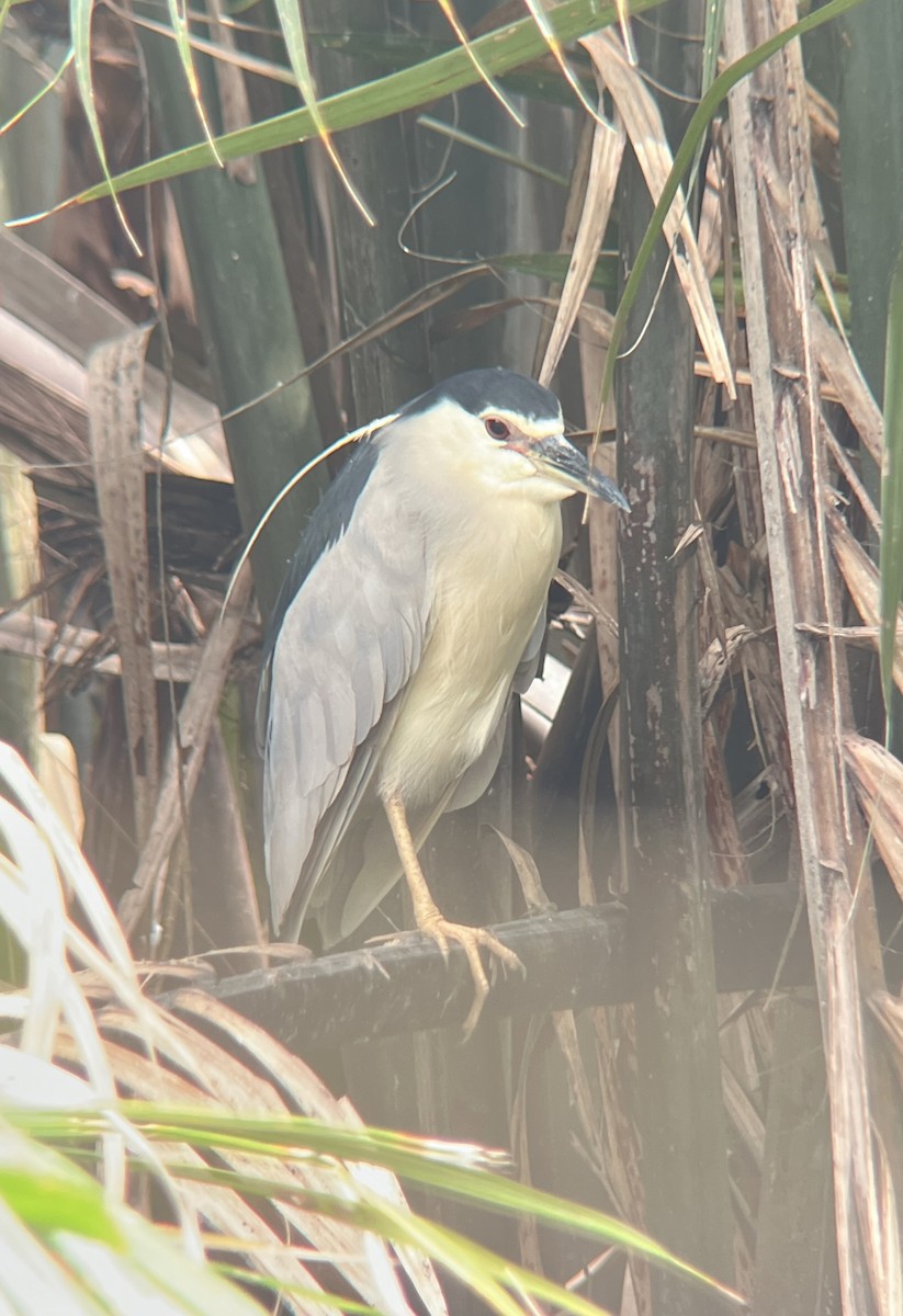 夜鷺 - ML644978353