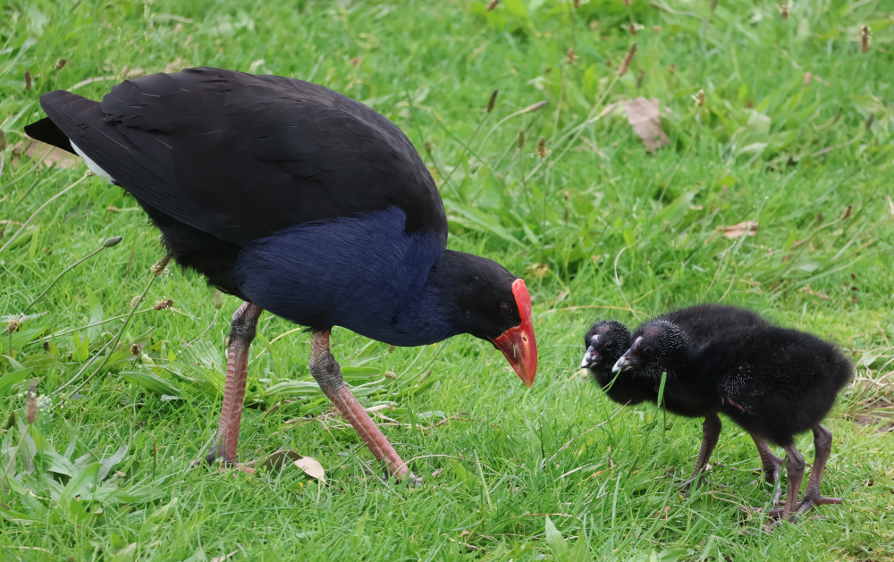 Australasian Swamphen - ML644978355
