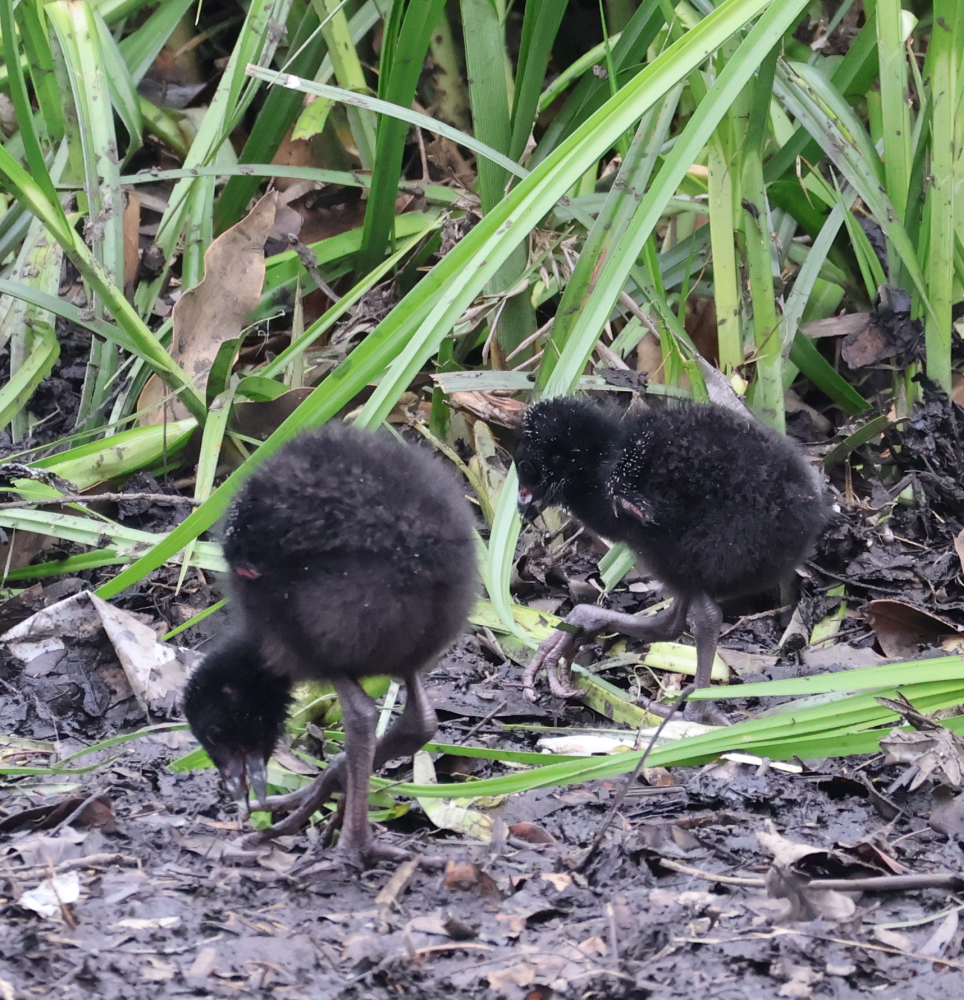 Australasian Swamphen - ML644978356