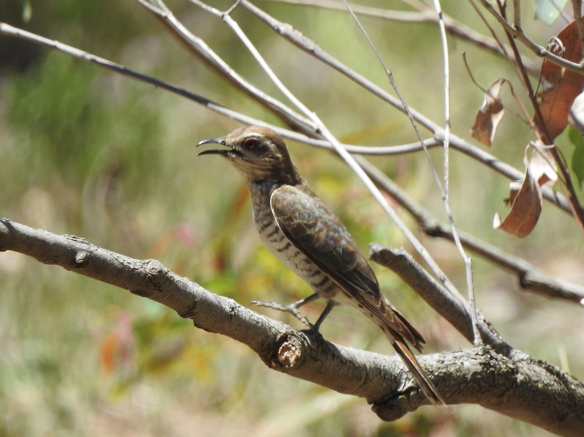 Horsfield's Bronze-Cuckoo - ML644978358