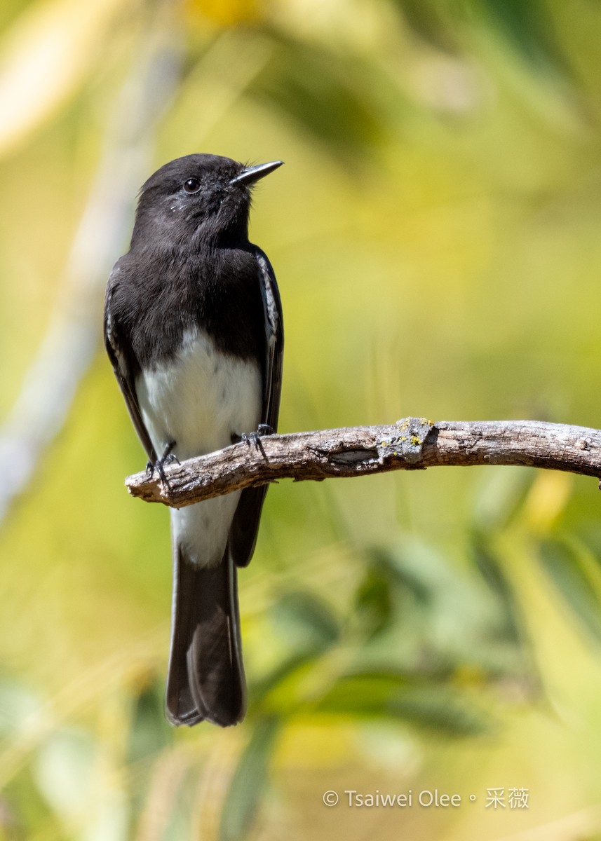 Black Phoebe - ML644978359