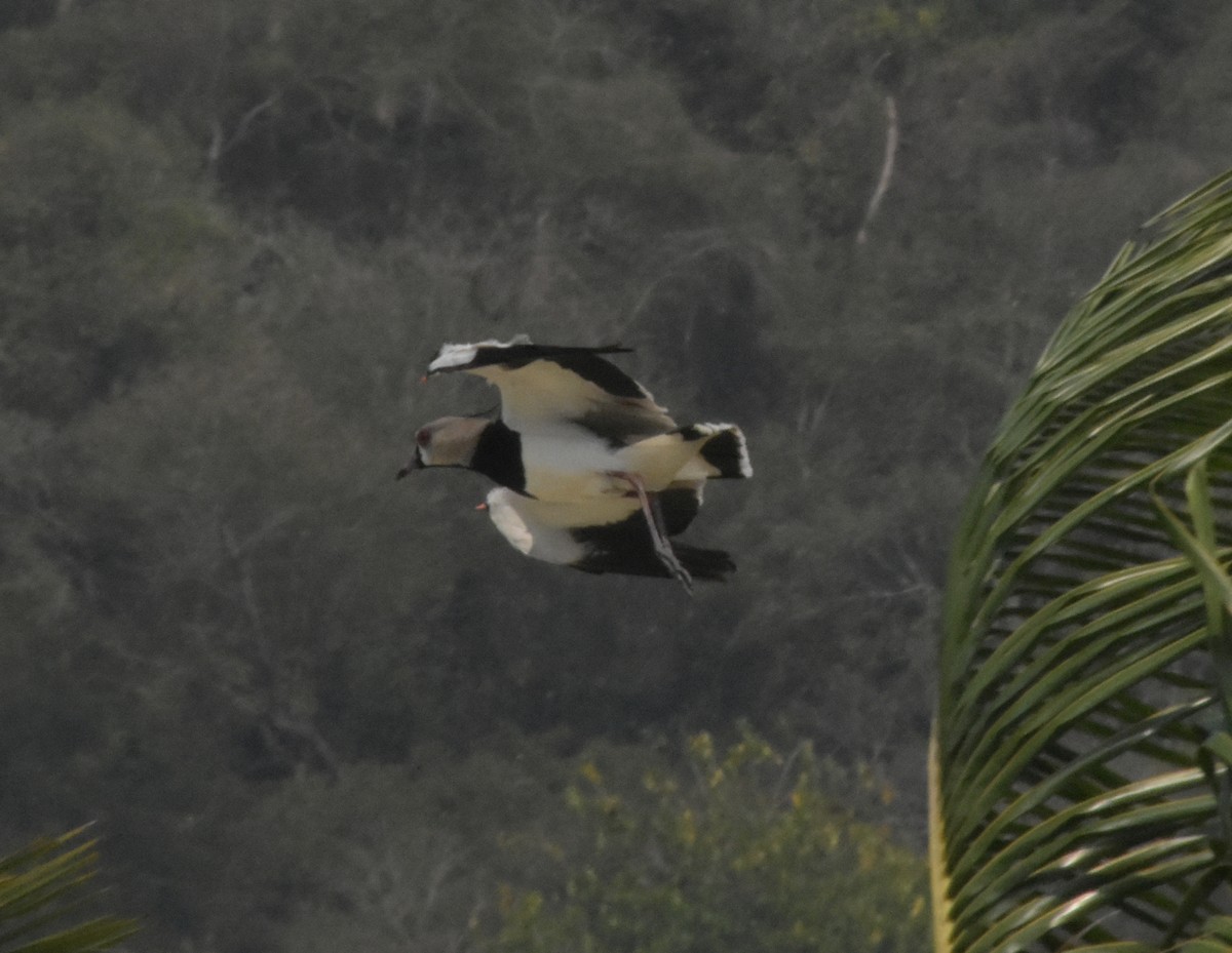 Southern Lapwing - ML644978360