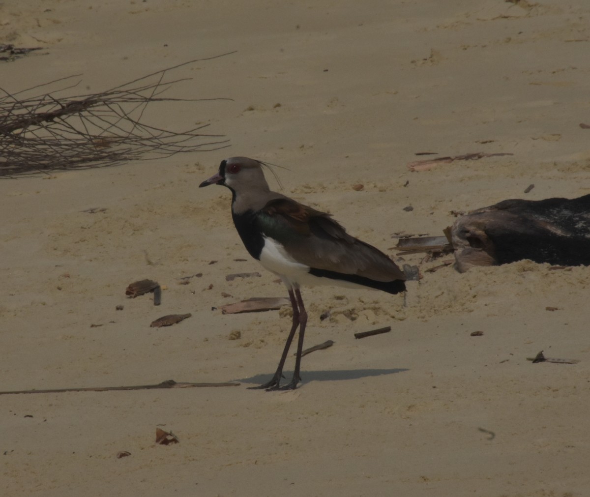 Southern Lapwing - ML644978361