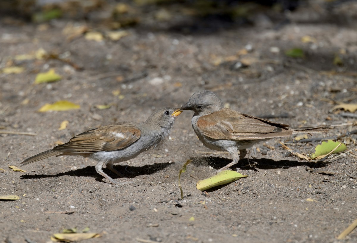 Southern Gray-headed Sparrow - ML644978363
