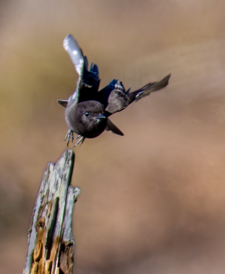 Black Phoebe - ML644978365