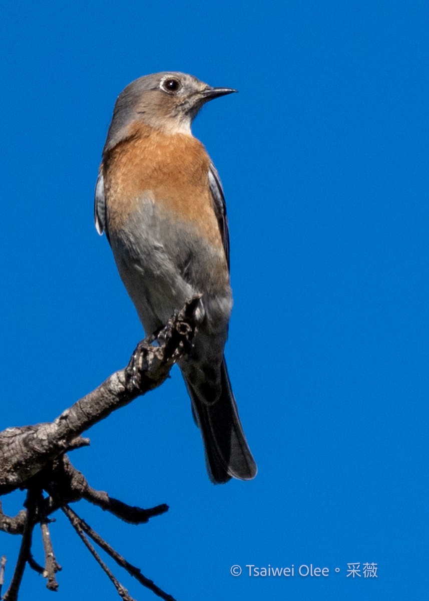 Western Bluebird - ML644978367
