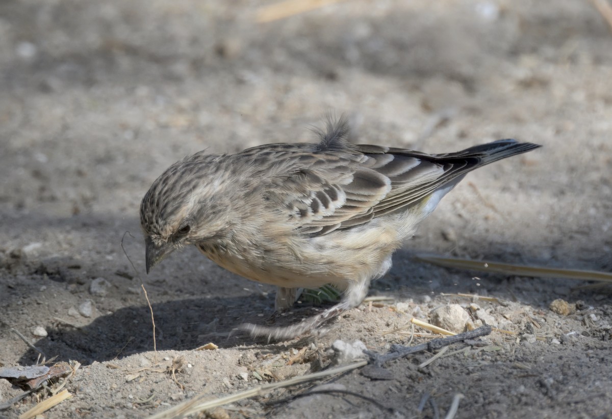 Black-throated Canary - ML644978368