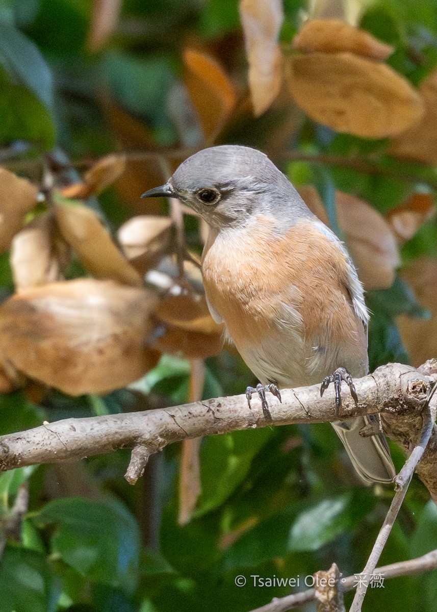 Western Bluebird - ML644978369
