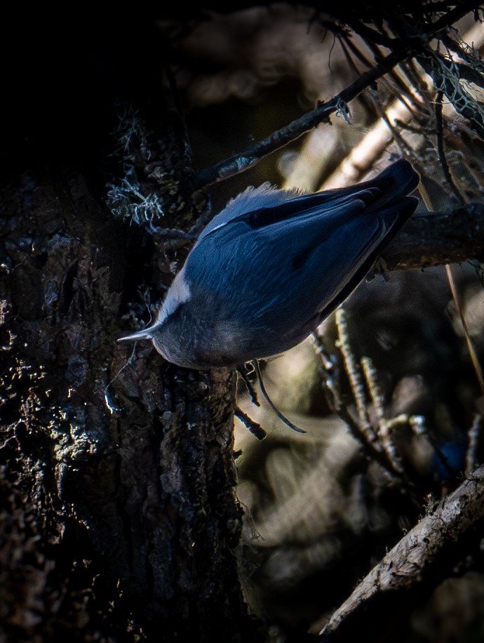 Pygmy Nuthatch - ML644978370