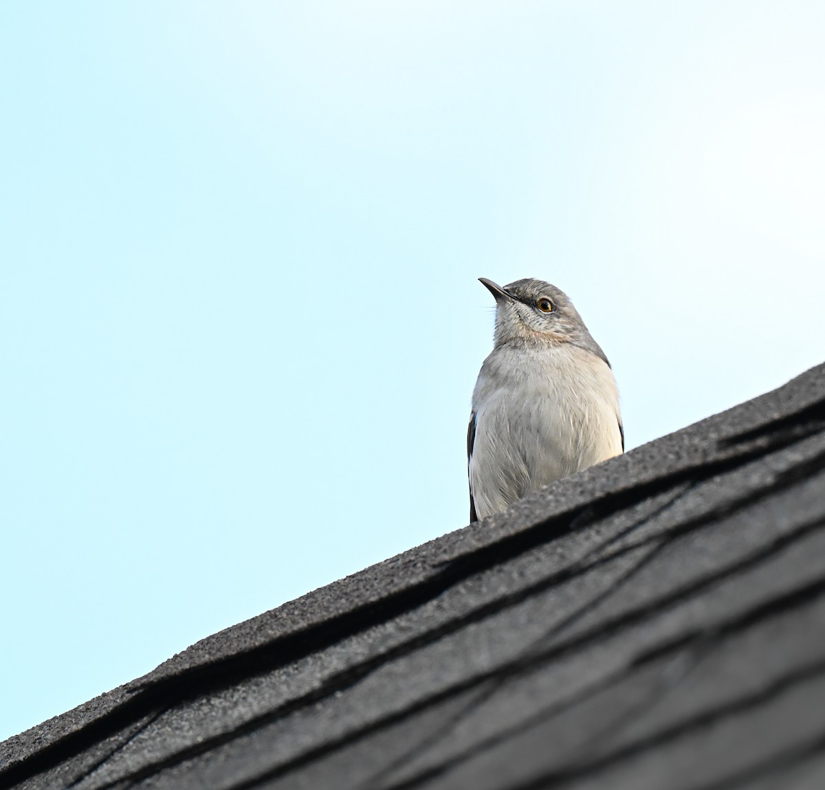 Northern Mockingbird - ML644978372