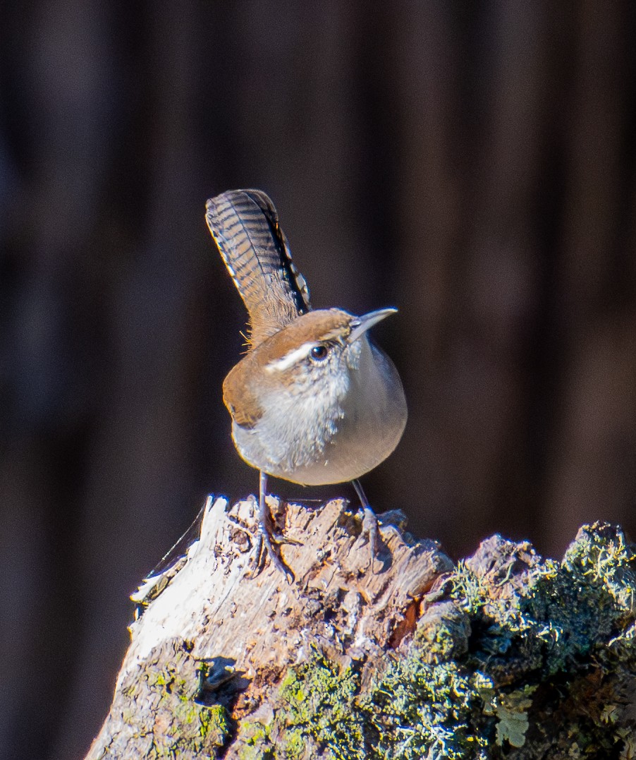 Bewick's Wren - ML644978374