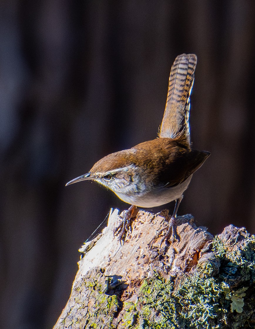 Bewick's Wren - ML644978376