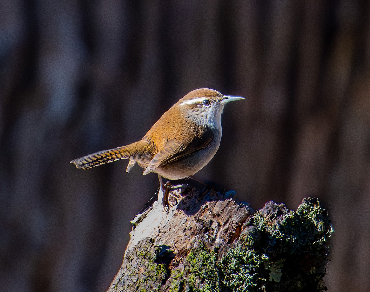 Bewick's Wren - ML644978377