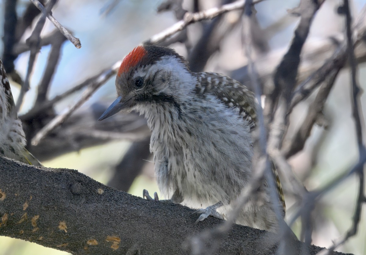 Pito Cardenal - ML644978379