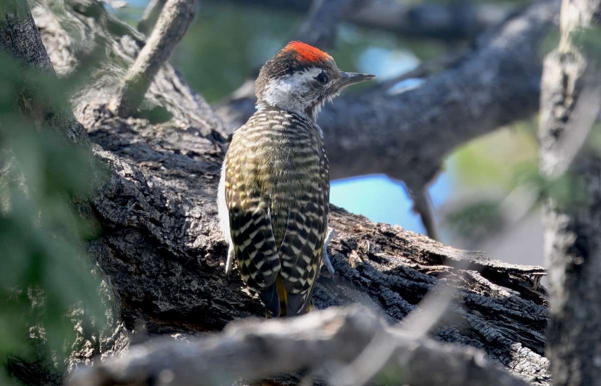 Pito Cardenal - ML644978380