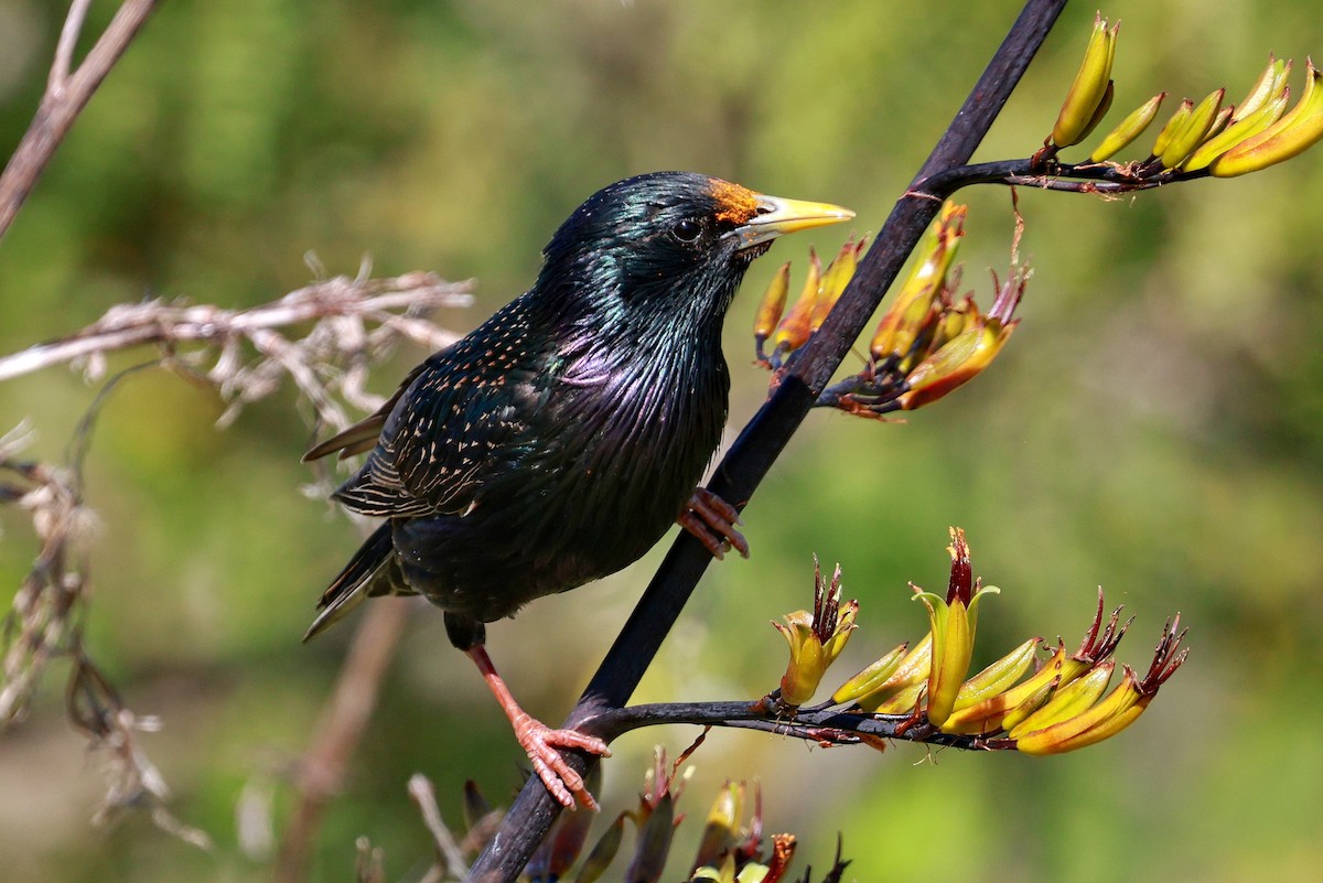 European Starling - ML644978391