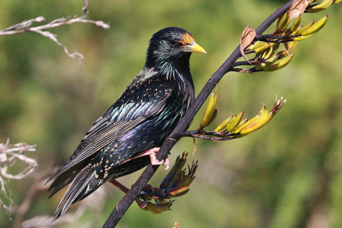 European Starling - ML644978393