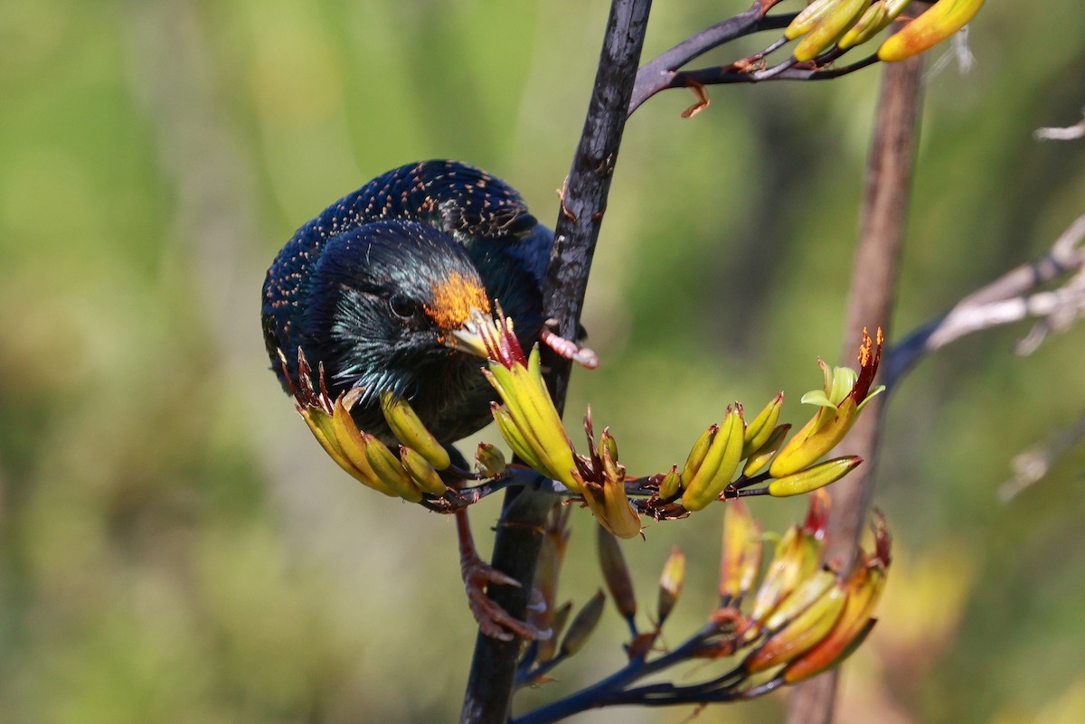 European Starling - ML644978396