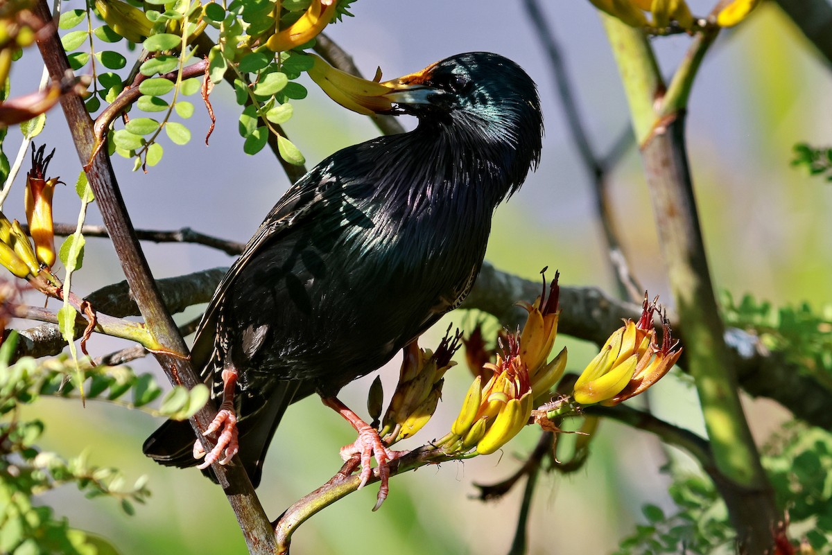 European Starling - ML644978397