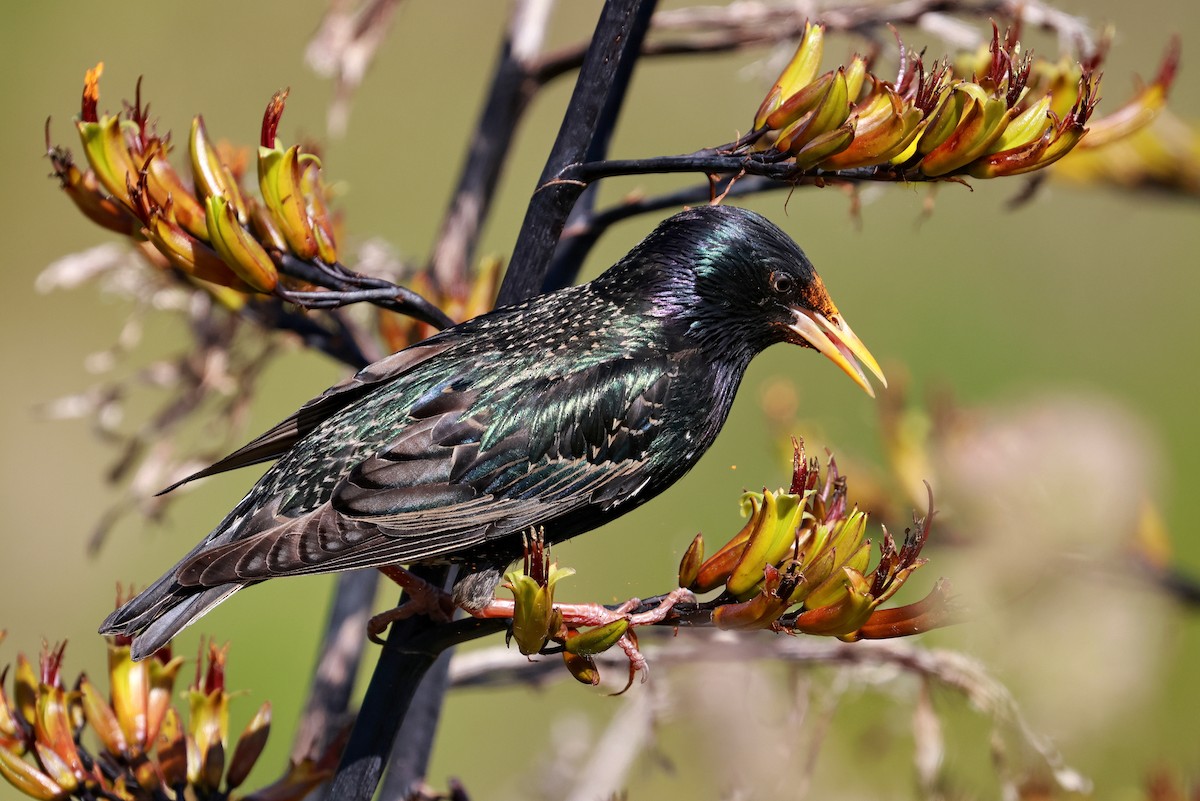 European Starling - ML644978398