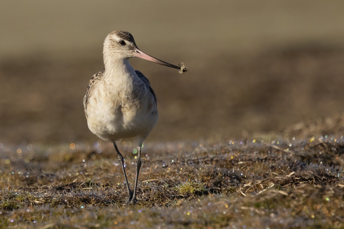 斑尾鷸 - ML644978399