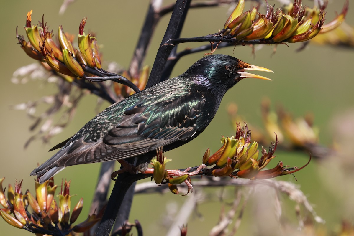 European Starling - ML644978401