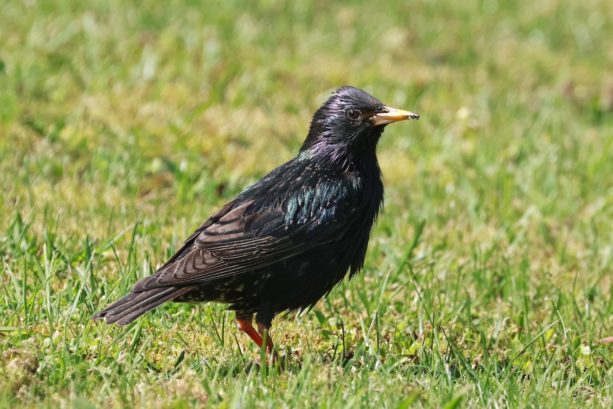 European Starling - ML644978403