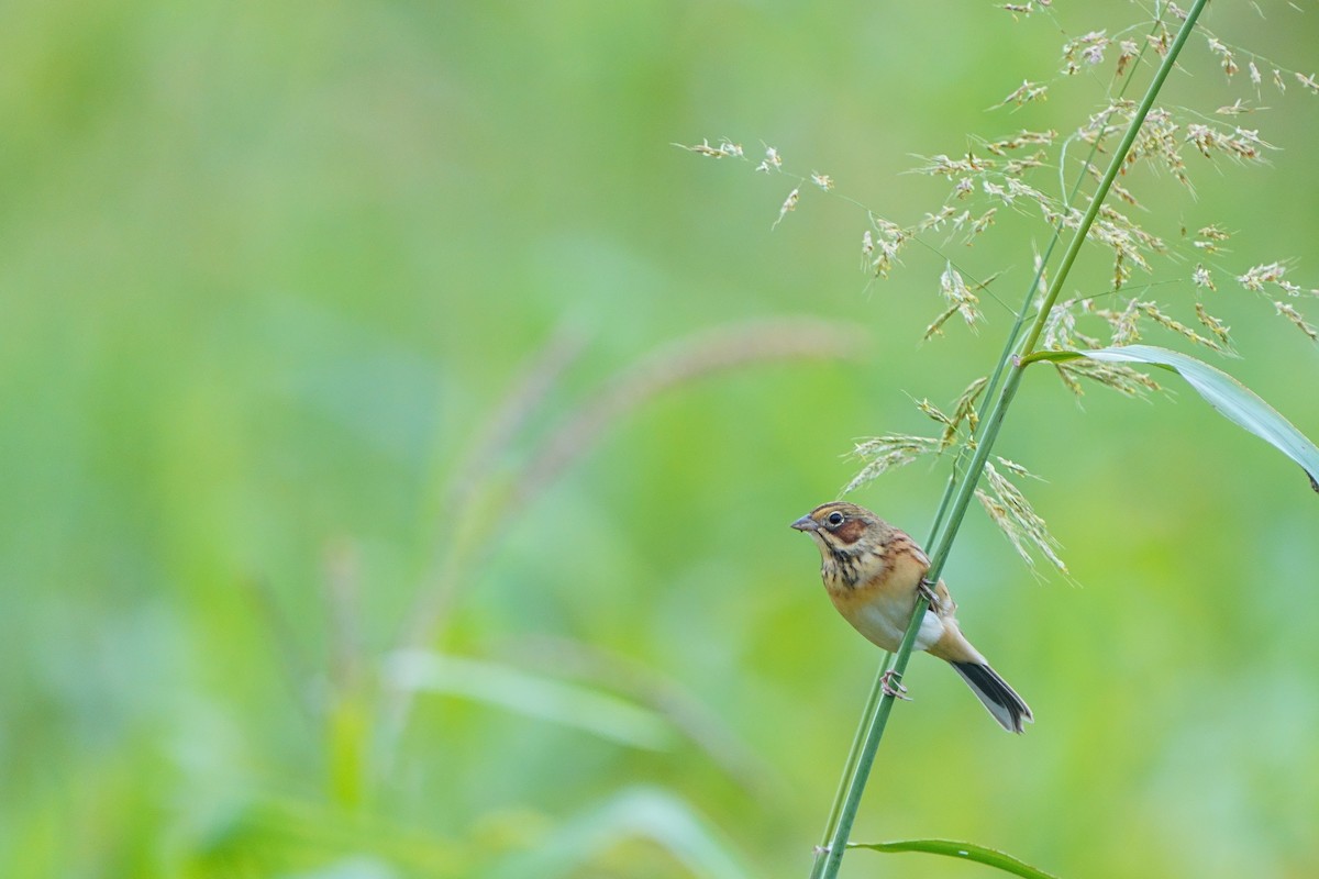 Chestnut-eared Bunting - ML644978425