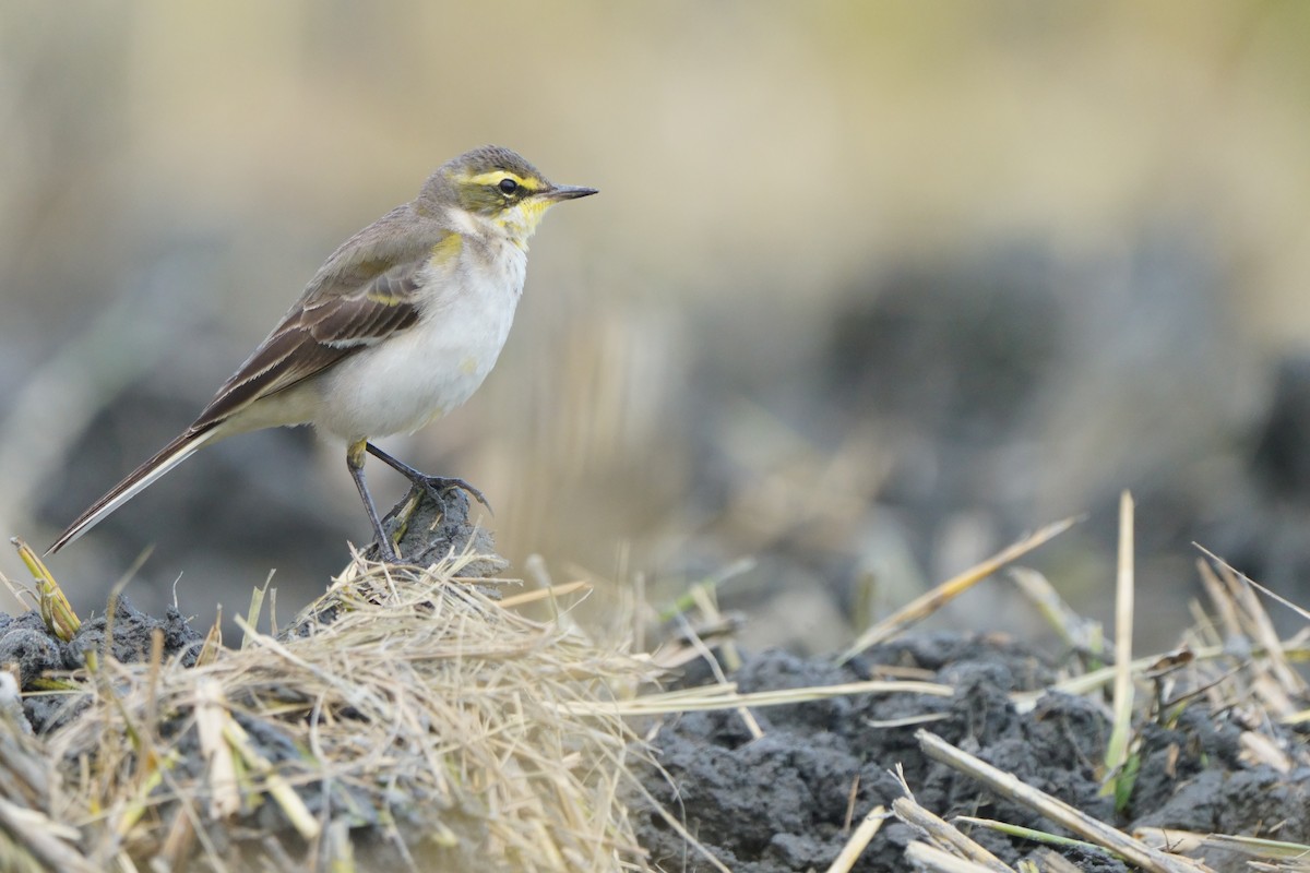 Eastern Yellow Wagtail - ML644978427