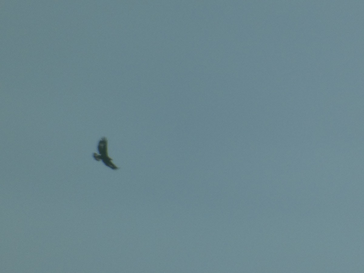 イヌワシ - ML644978458