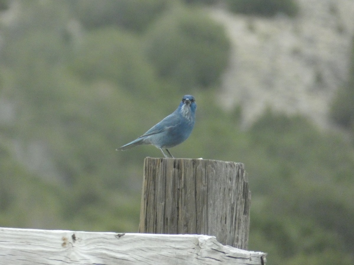 Chara Piñonera - ML644978459