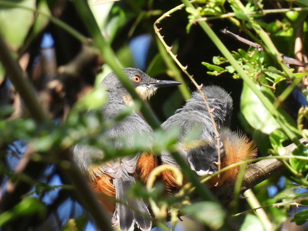 Black-collared Apalis - ML644978461
