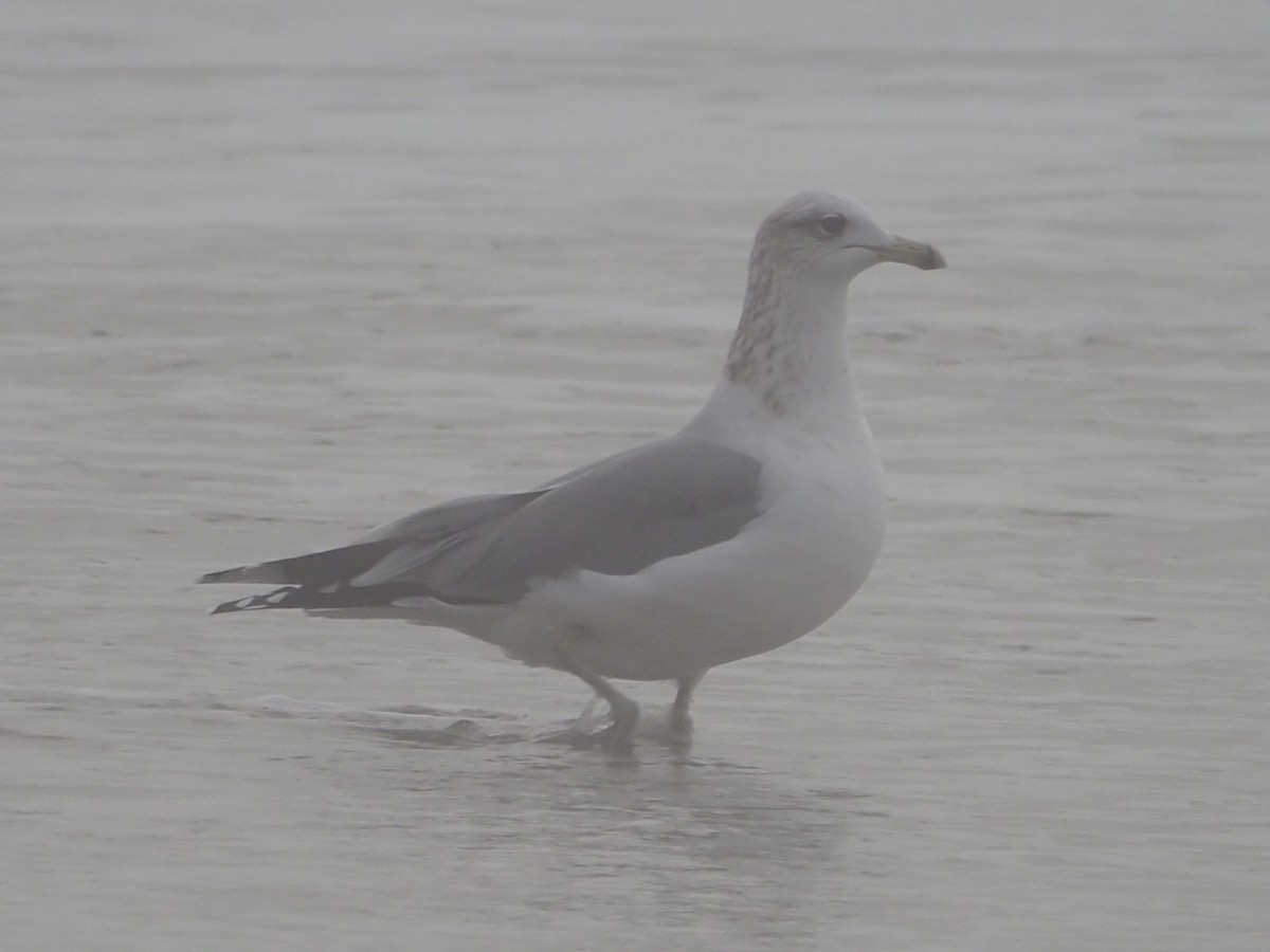 racek jezerní - ML644978479