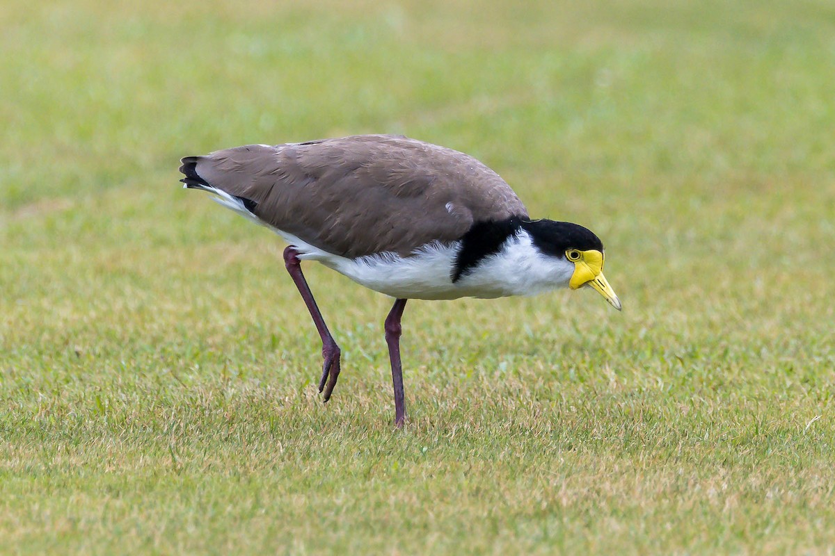 Masked Lapwing - ML644978489