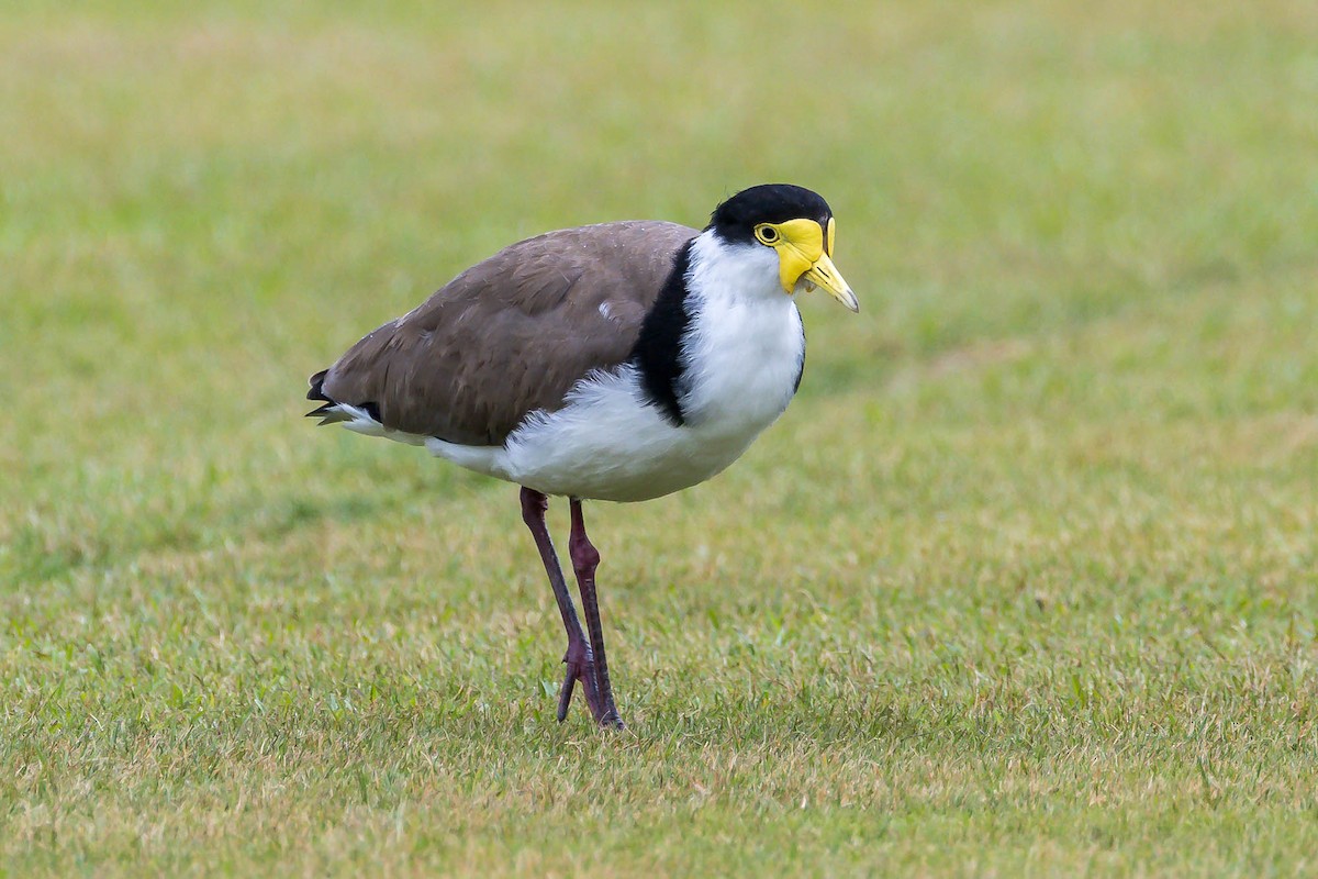 Masked Lapwing - ML644978490