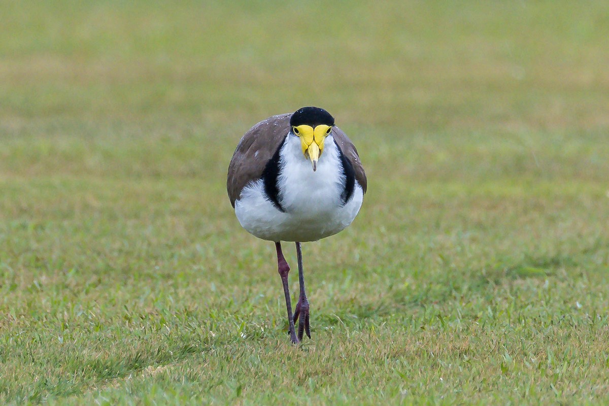 Masked Lapwing - ML644978491