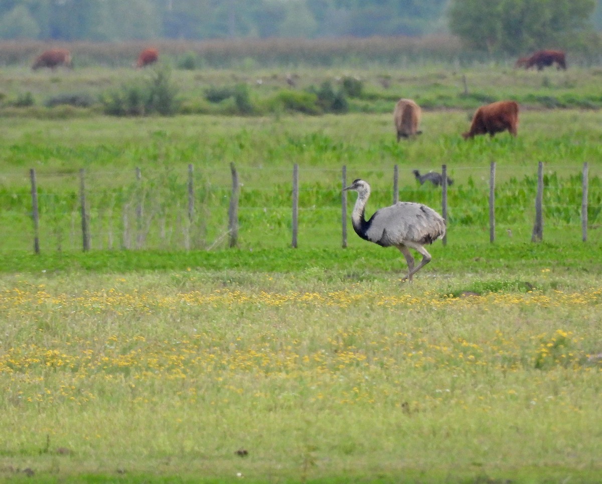 Greater Rhea - ML644978501