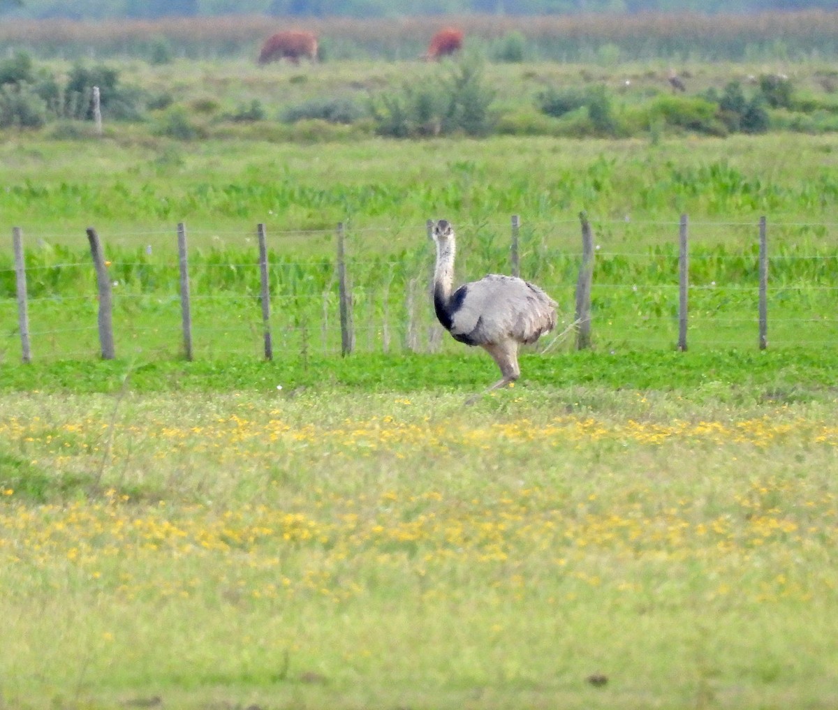 Greater Rhea - ML644978502