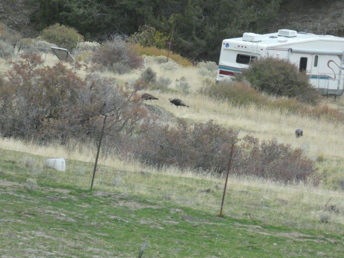 シチメンチョウ - ML644978506