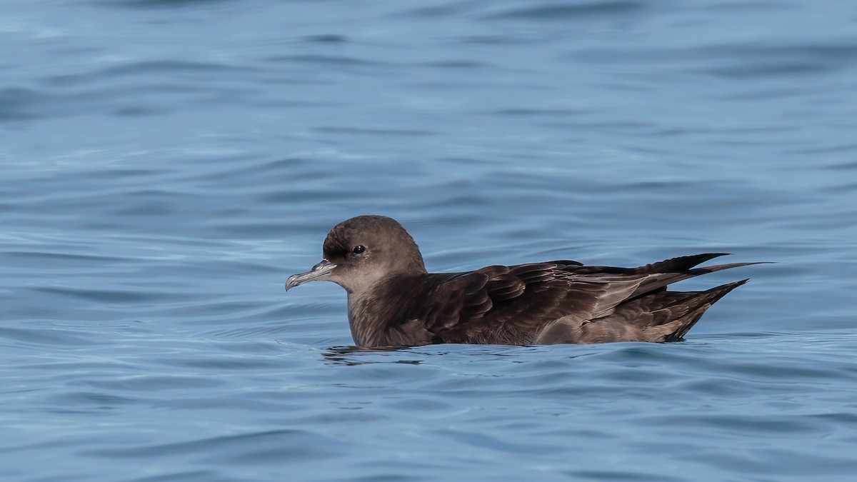 Short-tailed Shearwater - ML644978515