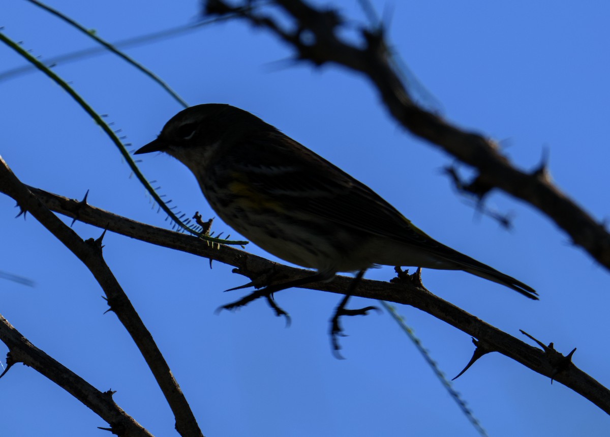 lesňáček žlutoskvrnný - ML644978521