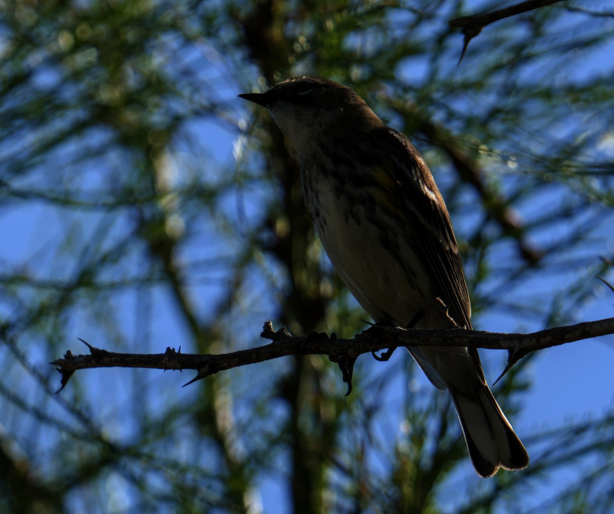 lesňáček žlutoskvrnný - ML644978522